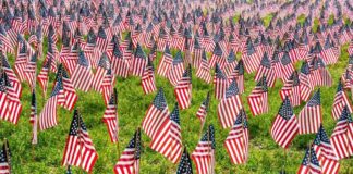 Many American flags placed on green grass field