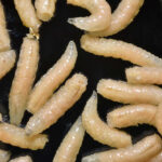 Cream colored maggots on a black background