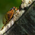 Cicada resting on tree bark in sunlight