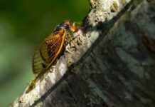 Cicada resting on tree bark in sunlight