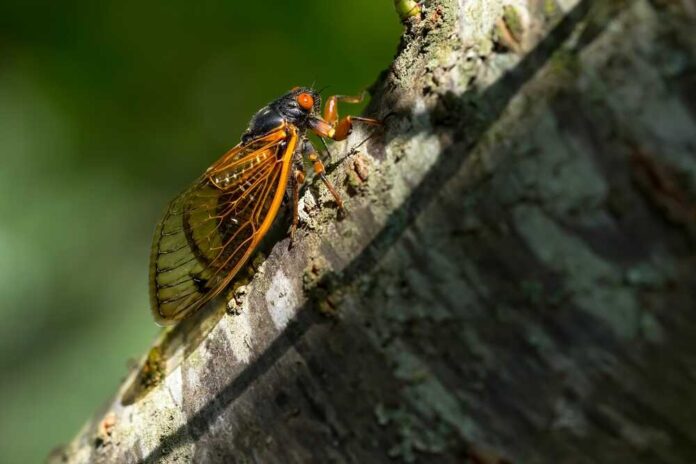 shutterstock_2459047755.jpg featured image Cicada resting on tree bark in sunlight
