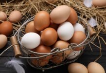 Basket of brown and white eggs on straw