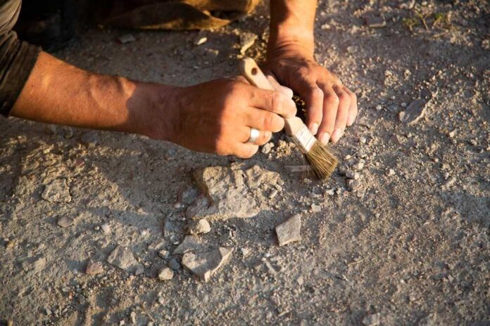 shutterstock_2488500127.jpg Person using a brush to uncover a fossil in the ground