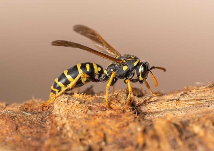 Close-up of a wasp on a wooden surface