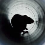Silhouette of a rodent seen through a cylindrical tunnel