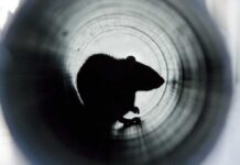 Silhouette of a rodent seen through a cylindrical tunnel