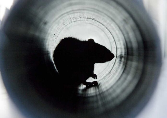 Silhouette of a rodent seen through a cylindrical tunnel
