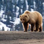 A grizzly bear walking on a dirt path with a snowy mountain backdrop
