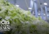 FDA investigating new cyclospora outbreak