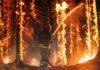 Firefighter spraying water on burning forest trees at night