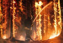 Firefighter spraying water on burning forest trees at night