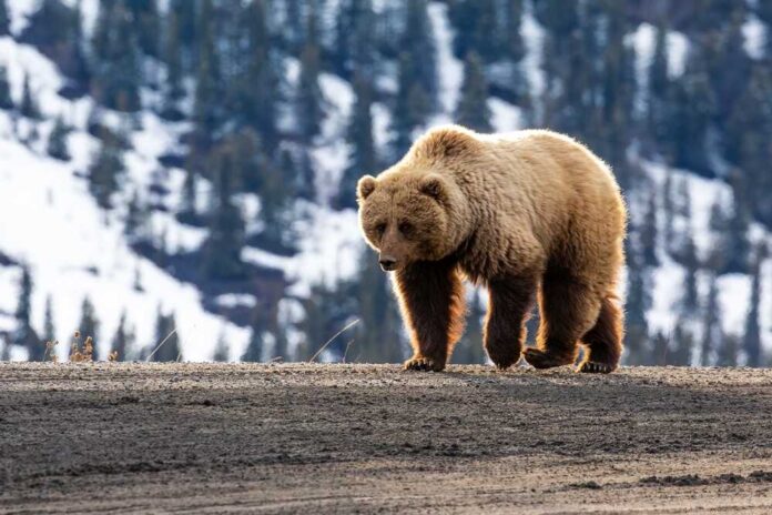 Denali,Park,,Alaska,-,May,13,,2022:,A,Grizzly,Bear A grizzly bear walking on a dirt path with a snowy mountain backdrop