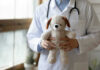 Doctor holding stuffed dog toy.